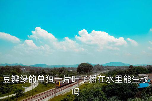 豆瓣綠怎么扦插,豆瓣綠冬天可以扦插嗎?