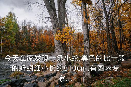 今天在家發(fā)現(xiàn)一條小蛇,黑色的比一般的蚯蚓細(xì)小長(zhǎng)約810cm,有圖求專家...