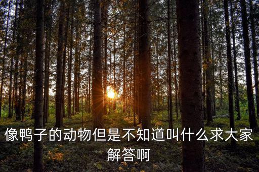 像鴨子的動(dòng)物但是不知道叫什么求大家解答啊