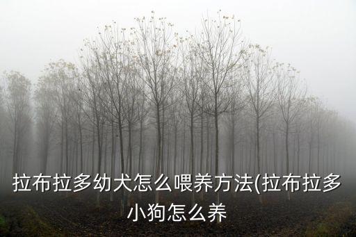 拉布拉多犬怎么養,拉布拉多犬怎么喂養?