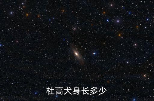 阿根廷杜高,斗牛犬怎么養(yǎng)?注意四周的環(huán)境!