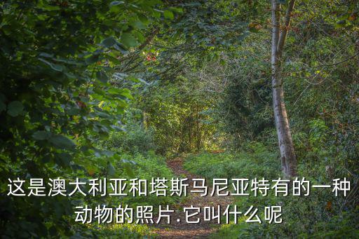 這是澳大利亞和塔斯馬尼亞特有的一種動物的照片.它叫什么呢