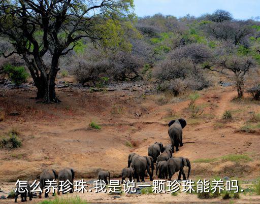 珍珠養(yǎng)殖方法,人工無核珍珠養(yǎng)殖方法:先從外套膜施術(shù)后開始
