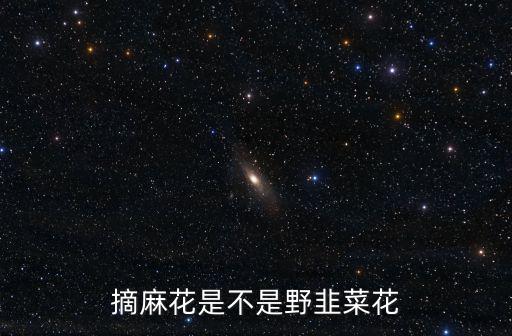 摘麻花是不是野韭菜花