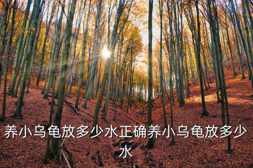 養烏龜放多少水合適,水缸養龜怎么養?注意事項一文看懂