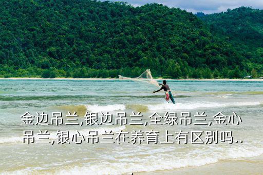 金邊吊蘭,銀邊吊蘭,全綠吊蘭,金心吊蘭,銀心吊蘭在養育上有區別嗎...