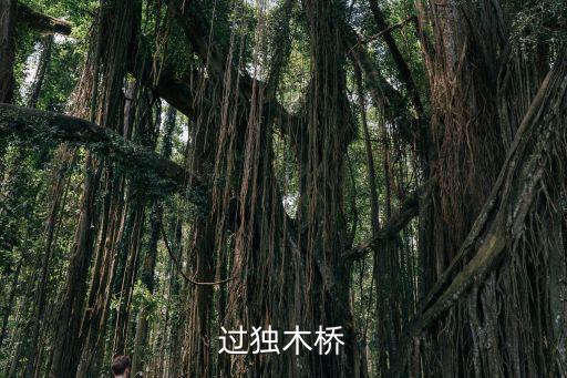 過獨木橋,夢見過獨木橋水木相生之人智慧高八斗