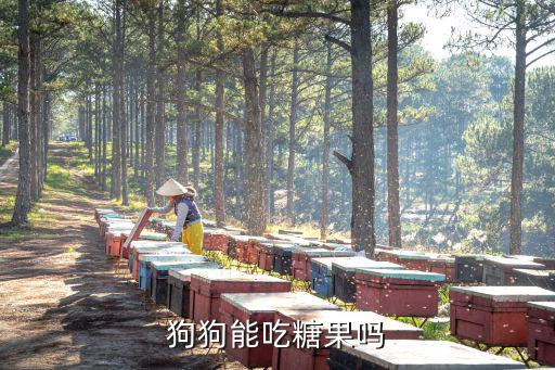 狗狗能吃糖果嗎