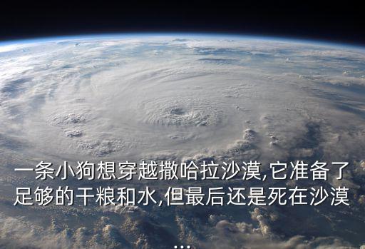 穿越撒哈拉,小狗旅行沙漠死了怎么回事?