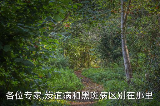 各位專家,炭疽病和黑斑病區(qū)別在那里