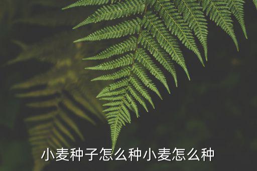 小麥的種植方法,冬天怎么種小麥