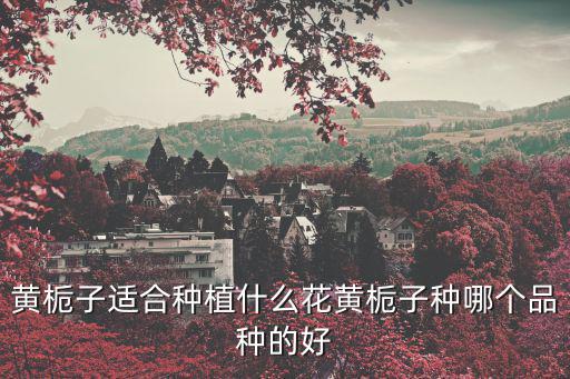 黃梔子,黃梔子泡水喝有何好處?