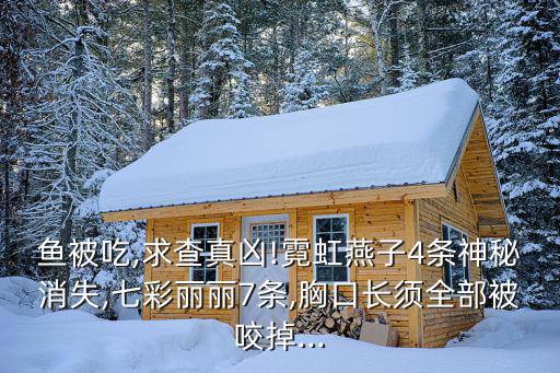 魚被吃,求查真兇!霓虹燕子4條神秘消失,七彩麗麗7條,胸口長須全部被咬掉...