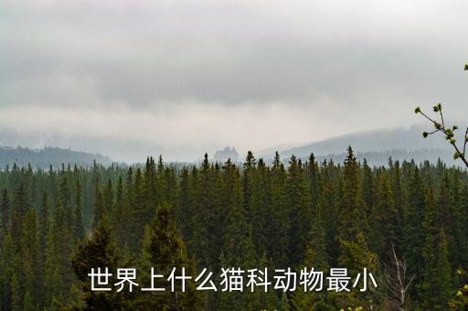 世界上最小的老虎,豹子和老虎身體爆發力不同為獵食方式不同