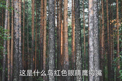 這是什么鳥(niǎo)紅色眼睛鷹鉤嘴