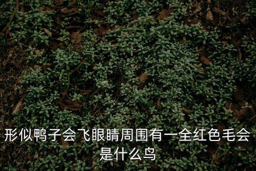 形似鴨子會(huì)飛眼睛周?chē)幸蝗t色毛會(huì)是什么鳥(niǎo)