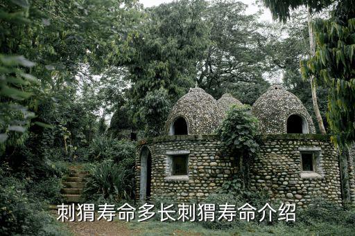 刺猬壽命多長刺猬壽命介紹