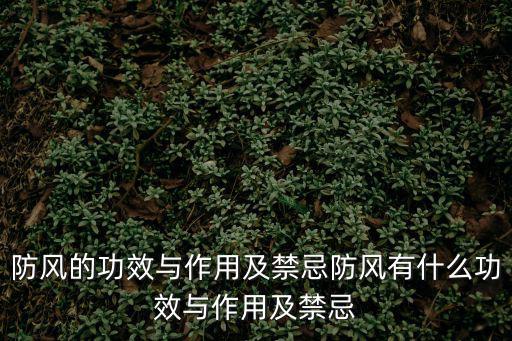 防風的作用與功效,防風有何作用和功效?