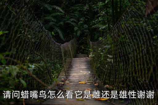 請問蠟嘴鳥怎么看它是雌還是雄性謝謝