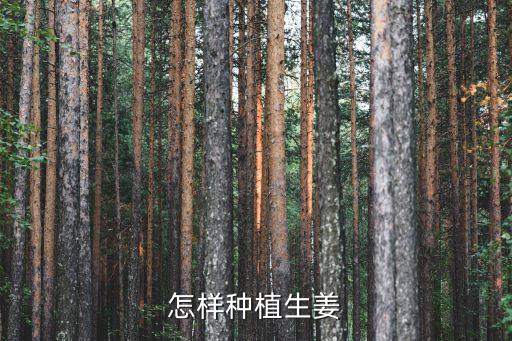 生姜種植方法，姜的種植方法
