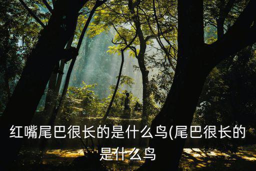 紅嘴尾巴很長的是什么鳥(尾巴很長的是什么鳥