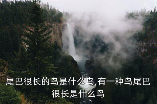 尾巴很長的鳥是什么鳥,有一種鳥尾巴很長是什么鳥