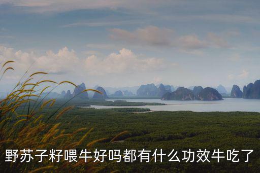 蘇子籽的功效與作用及禁忌，蘇麻籽有什么作用