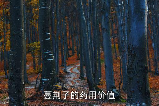 蔓荊子的藥用價值