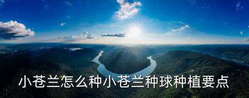 小蒼蘭怎么種小蒼蘭種球種植要點