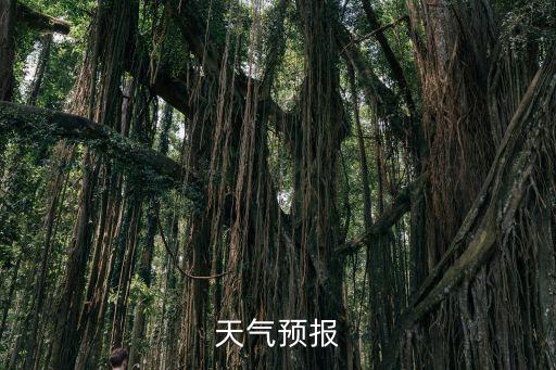 天氣預報