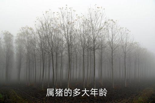 屬豬的多大年齡