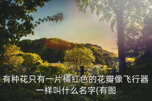 有種花只有一片橘紅色的花瓣像飛行器一樣叫什么名字(有圖