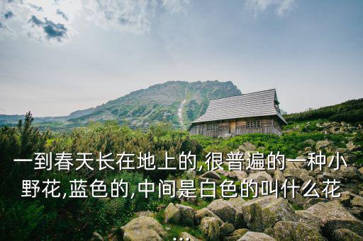 一到春天長在地上的,很普遍的一種小野花,藍色的,中間是白色的叫什么花...