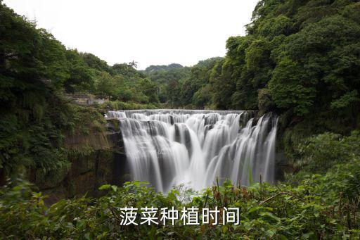 菠菜種植時間