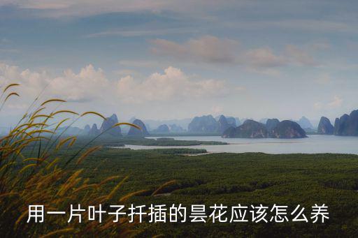 用一片葉子扦插的曇花應(yīng)該怎么養(yǎng)