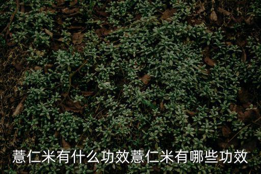 薏仁米有什么功效薏仁米有哪些功效