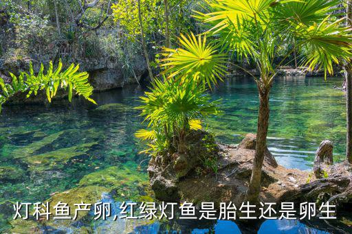 燈科魚產卵,紅綠燈魚是胎生還是卵生