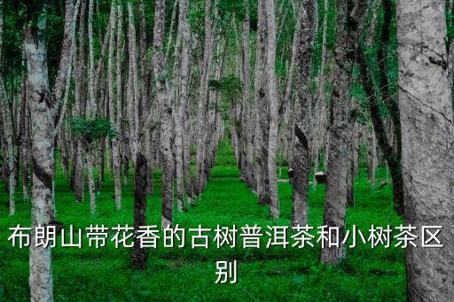 布朗山普洱茶,景邁山古樹茶與森林混生茶香與普洱茶不同