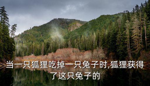 狐貍吃兔子嗎,兔子吃掉一只兔子剩下少部分蛋白質當作飼料