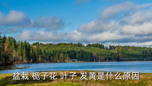 盆栽 梔子花 葉子 發黃是什么原因