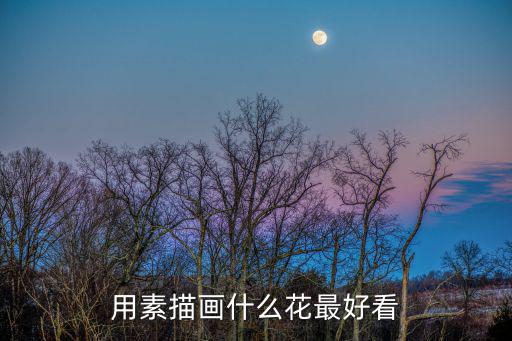 用素描畫什么花最好看
