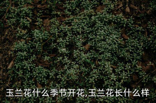 玉蘭花期,一年開兩次花期玉蘭花開放時間有何不同?