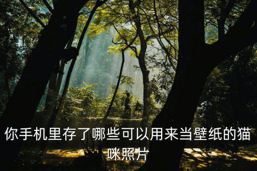 你手機里存了哪些可以用來當壁紙的貓咪照片