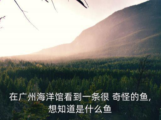 奇怪的魚,海洋捕撈過度金槍魚種群受到威脅