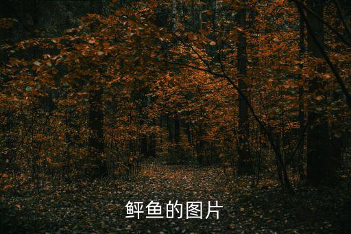鲆魚的圖片