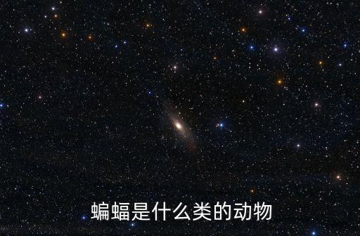  蝙蝠是什么類的動物