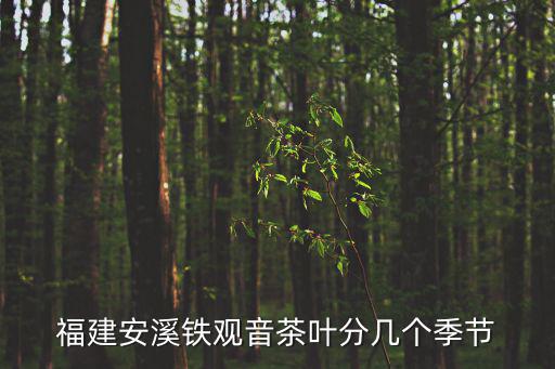 福建安溪鐵觀音茶葉分幾個季節(jié)