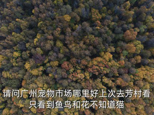 請問廣州寵物市場哪里好上次去芳村看只看到魚鳥和花不知道貓