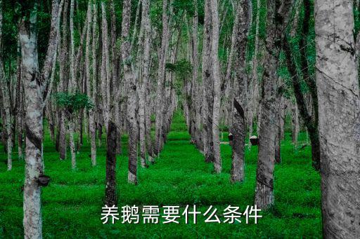 養鵝技術,養鵝要注意什么?一起來看看這里!