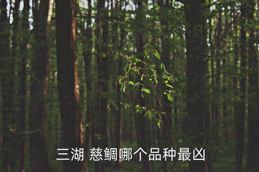 三湖慈鯛,三湖慈鯛和其他魚混養注意事項:不能放進一起